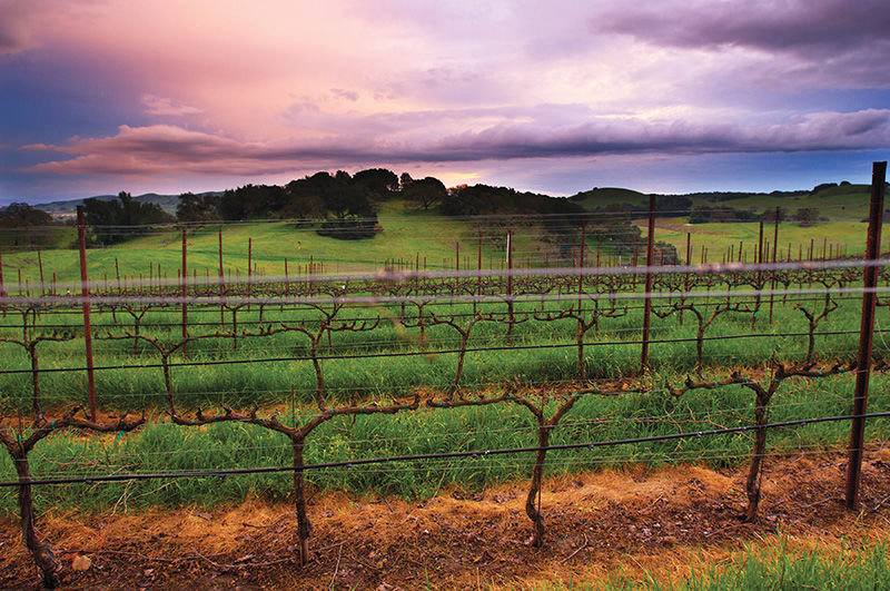 The Master Winemaker: Bob Cabral